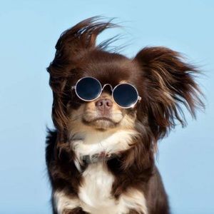 Meet your Posher, Husky1631